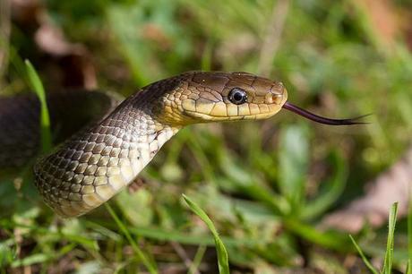 Couleuvre d'esculape - Serpents de la forêt de Fontainebleau