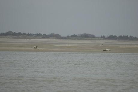 A la rencontre des phoques de la Baie de Somme