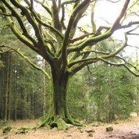 arbre qui cache la forêt