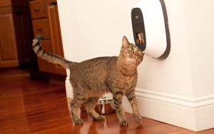 Une start-up américaine a inventé une webcam optimisée pour les chiens et les chats domestiques.