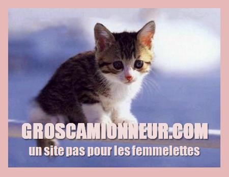 chaton gros camionneur