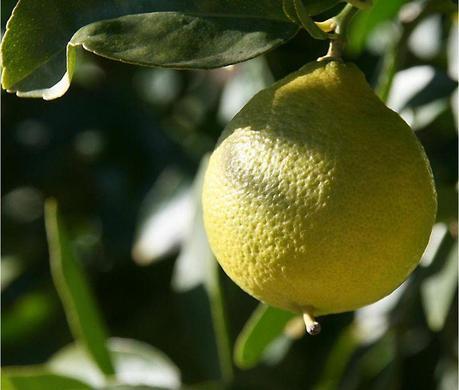 Lime de perse jaune Lime de perse jaune