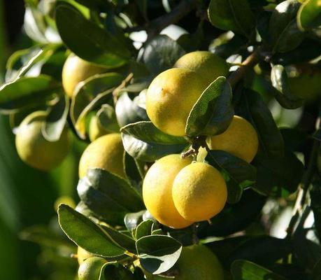 Limequat Citrus × floridana Limequat Citrus × floridana