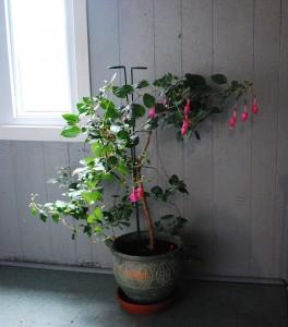 Fumier de ver, seulement trois cuillerées à thé de cet engrais naturel et voyez la différence