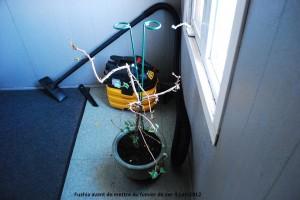 Fumier de ver, seulement trois cuillerées à thé de cet engrais naturel et voyez la différence