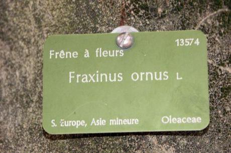 fraxinus ornus paris 1 dec 2013 139 (2).jpg