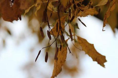 fraxinus ornus paris 1 dec 2013 139 (4).jpg