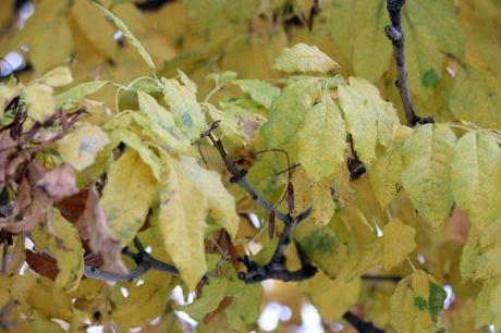 fraxinus ornus paris 1 dec 2013 139 (6).jpg