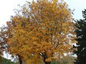 Fraxinus ornus parure d'automne