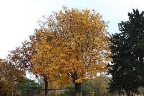 fraxinus ornus paris 1 dec 2013 139 (1).jpg