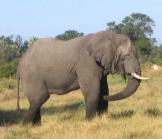 Faut-il brûler les stocks d'ivoire pour sauver les éléphants ?