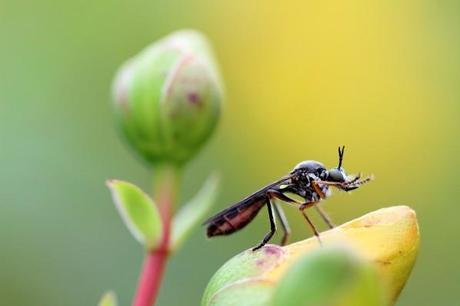 prière de la mouche à moustache 