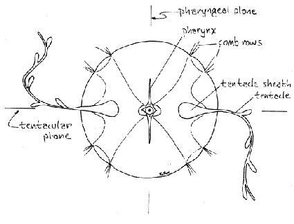 Symétrie biradiale chez les cténaires