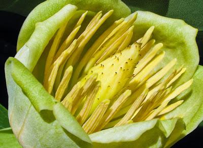 Liriodendron tulipifera (Tulipier de Virginie)