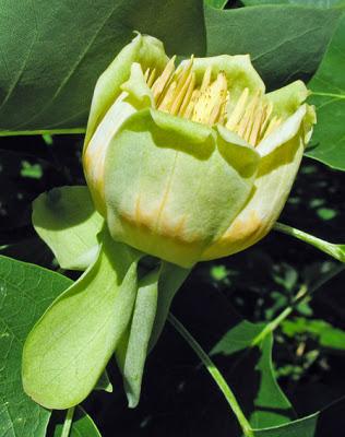 Liriodendron tulipifera (Tulipier de Virginie)