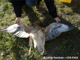 Aigle de Bonelli tué en décembre 2013