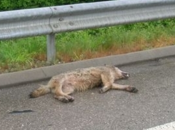 cadavre loup découvert Arvieux dans Hautes Alpes