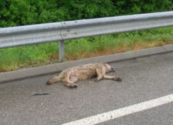 Loup tué sur la route