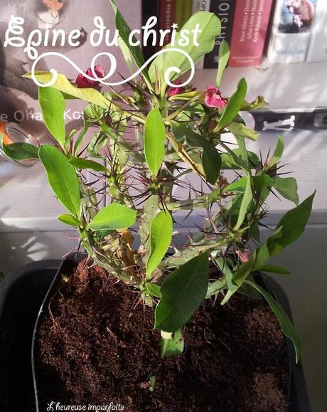 epine du christ