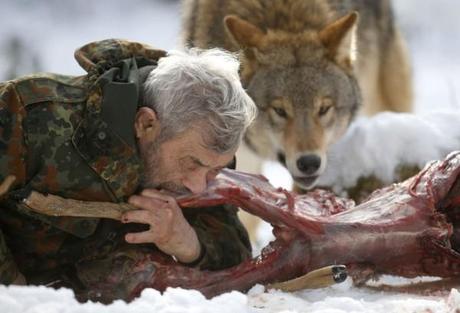 Le fameux chercheur Werner Freund devenu loup parmi les loups.