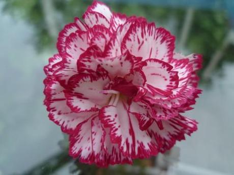 contes,écriture,nouvelles et textes brefs,littérature,société,noël,culture,histoires,enfant,livres,auteur