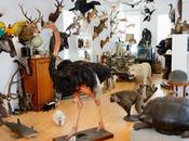 Alexis Turner Taxidermie