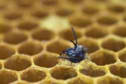 Voyage au pays de l'abeille