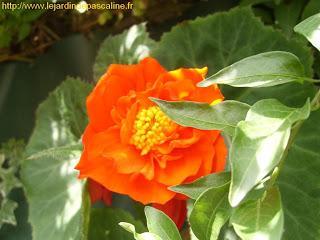 Commérages sur les plantes