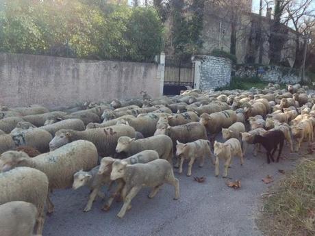 J'ai rencontré des moutons...