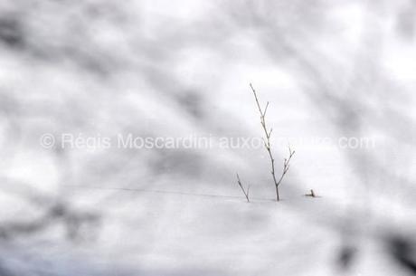 tige arbre lac gelé 585x388 7 astuces pour la photographie animalière en hiver
