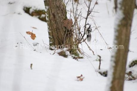 mésange longue queue neige 1 585x390 7 astuces pour la photographie animalière en hiver