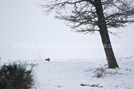lapin garenne neige 1 585x390 7 astuces pour la photographie animalière en hiver