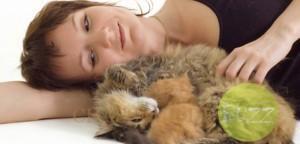 Les chats ne sont pas attachés à leur maître chat egoiste
