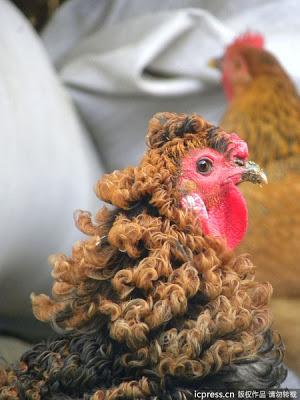Un poulet défrise la chronique en Chine !