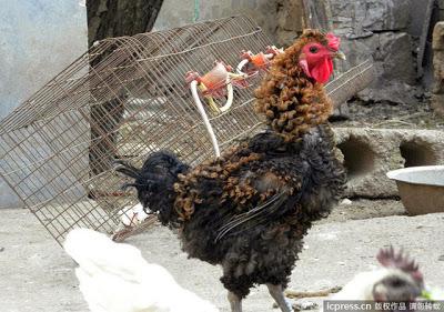Un poulet défrise la chronique en Chine !