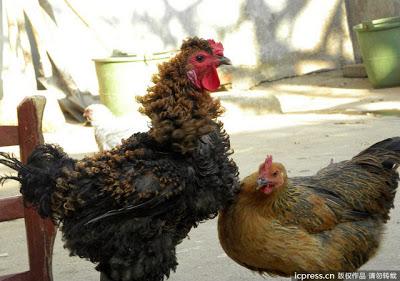 Un poulet défrise la chronique en Chine !