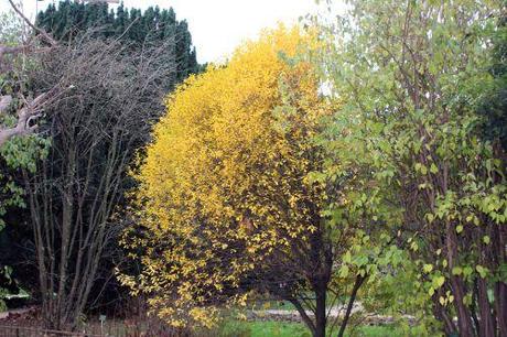 prunus fruticosa globosa 1 paris 1 dec 2013 021 (1).jpg