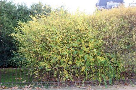 salix purpurea 1 paris 1 dec 2013 199 (2).jpg