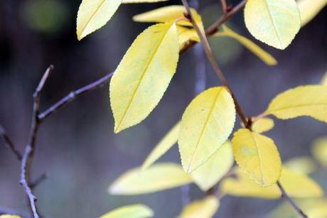 prunus fruticosa globosa 3 paris 1 dec 2013 021 (3).jpg