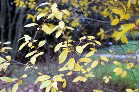 prunus fruticosa globosa 2 paris 1 dec 2013 021 (2).jpg
