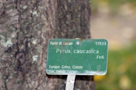 pyrus caucasica 0 paris 1 dec 2013 078 (3).jpg