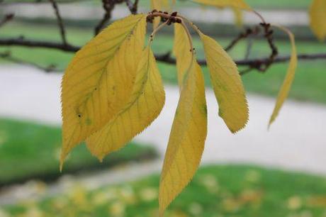 prunus sp 2 paris 1 dec 2013 109 (2).jpg
