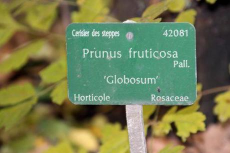 prunus fruticosa globosa 0 paris 1 dec 2013 021 (4).jpg