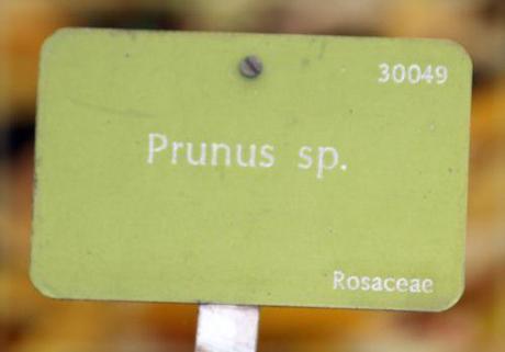 prunus sp 0 paris 1 dec 2013 110.jpg