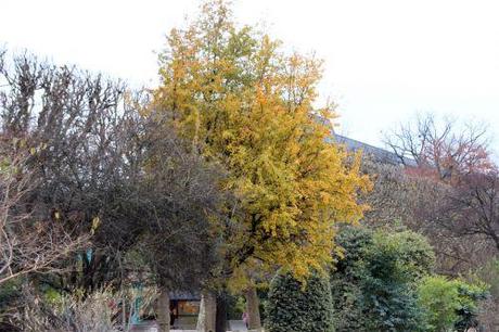 pyrus caucasica 1 paris 1 dec 2013 078 (1).jpg