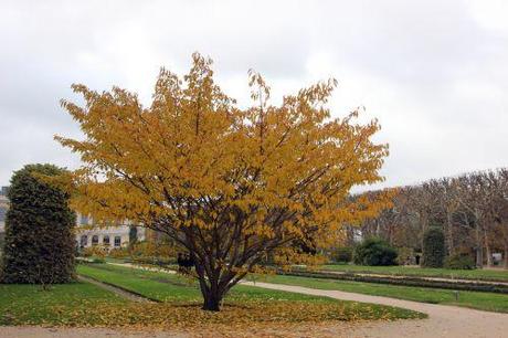 prunus sp 1 paris 1 dec 2013 109 (1).jpg