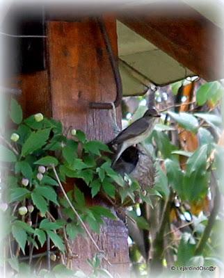 Retro de Mai au jardin...