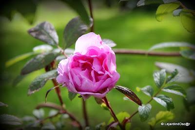 Retro de Mai au jardin...