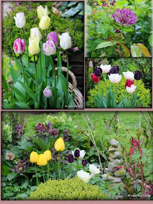 Retro de Mai au jardin...