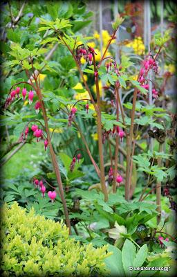 Retro de Mai au jardin...